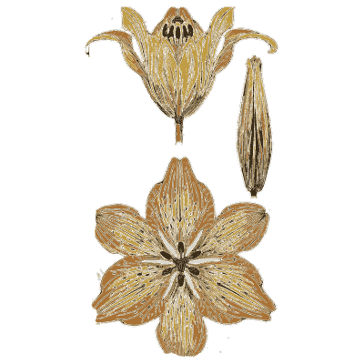 Lily flower details - Étude de la Plante - 1903