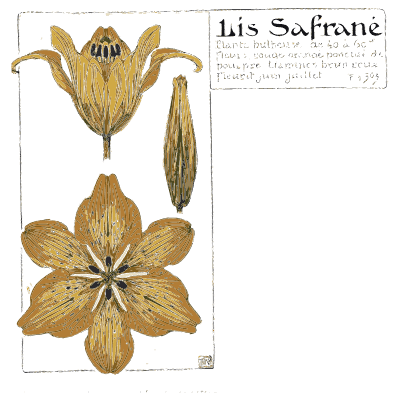 Orange lily - Étude de la Plante - 1903