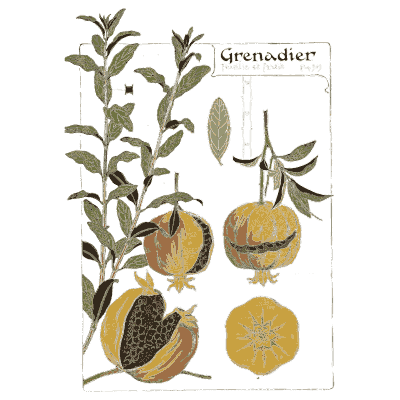 Pomegranate study - Étude de la Plante - 1903