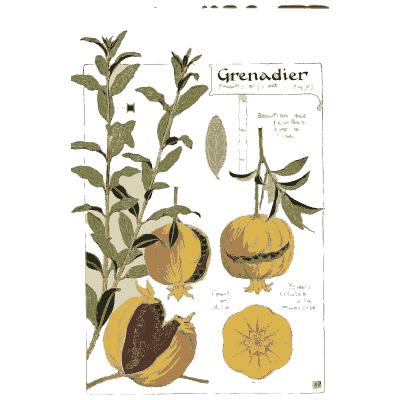 Pomegranate branch with fruit - Étude de la Plante - 1903