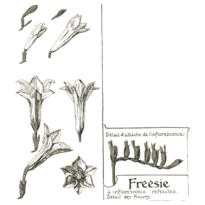 Freesia study - Étude de la Plante - 1903