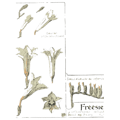 Freesia - Étude de la Plante - 1903