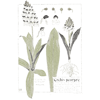 Lady orchid - Étude de la Plante - 1903