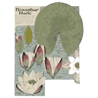White water lily study - Étude de la Plante - 1903