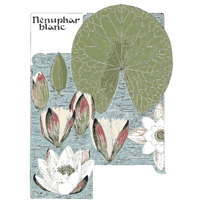 White water lily - Étude de la Plante - 1903