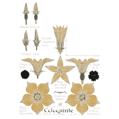 Colocynth flower study - Étude de la Plante - 1903