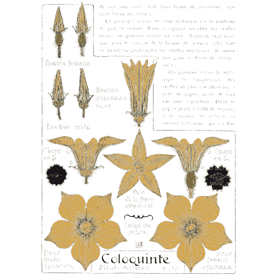 Colocynth flowers and buds - Étude de la Plante - 1903