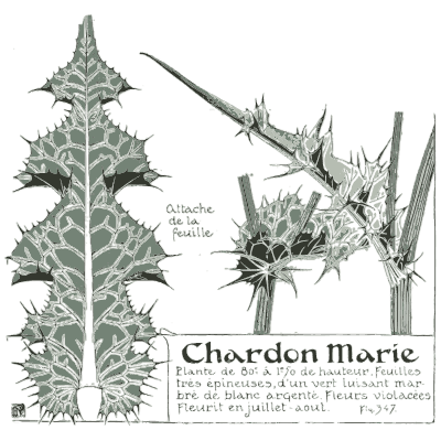 Milk thistle study - Étude de la Plante - 1903