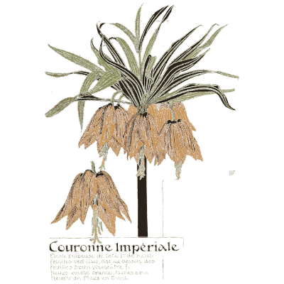 Crown imperial study - Étude de la Plante - 1903