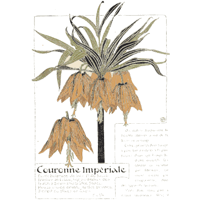 Crown imperial - Étude de la Plante - 1903