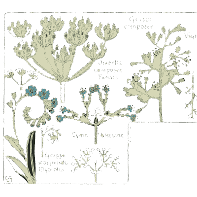 Compound inflorescence diagrams - Étude de la Plante - 1903