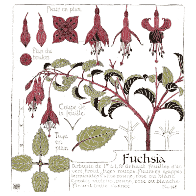 Fuchsia study - Étude de la Plante - 1903
