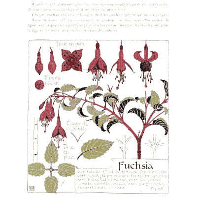Fuchsia - Étude de la Plante - 1903