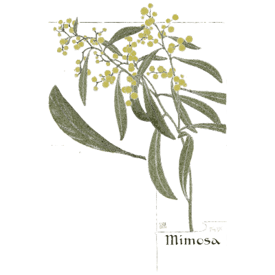 Mimosa study - Étude de la Plante - 1903
