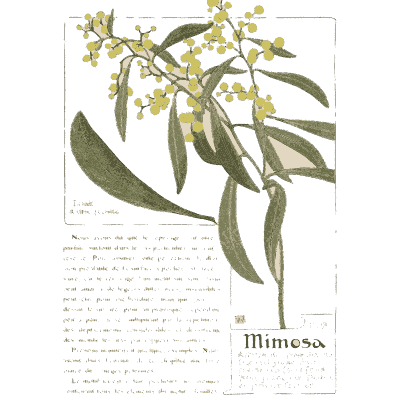 Mimosa branch - Étude de la Plante - 1903