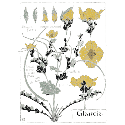 Horned poppy study - Étude de la Plante - 1903