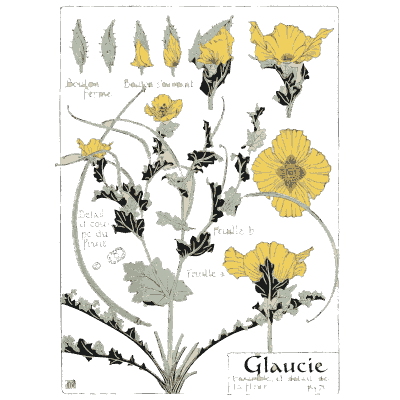 Yellow horned poppy - Étude de la Plante - 1903