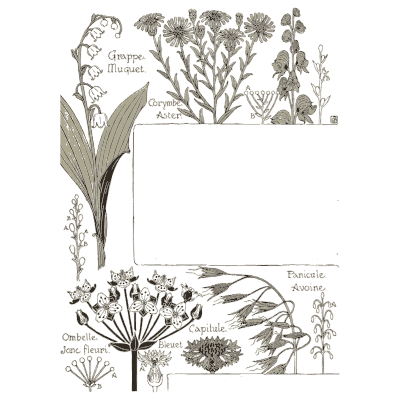 Flower head forms study - Étude de la Plante - 1903