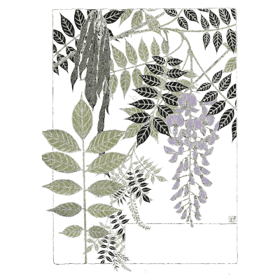 Wisteria study - Étude de la Plante - 1903