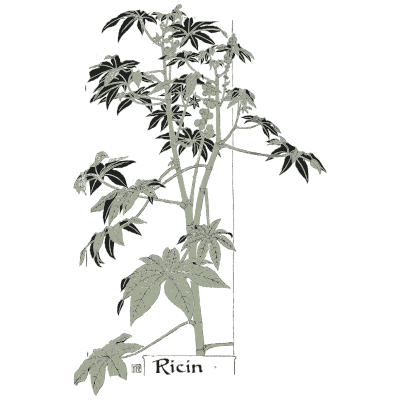 Castor oil plant leaves - Étude de la Plante - 1903