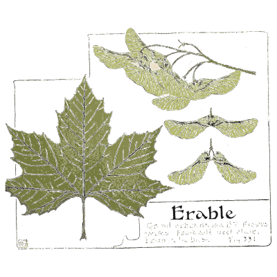 Maple branch - Étude de la Plante - 1903