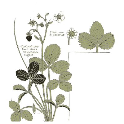 Strawberry plant study - Étude de la Plante - 1903