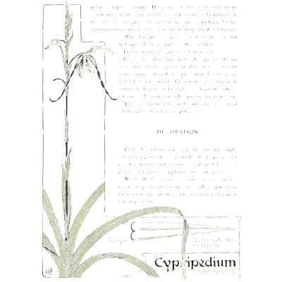 Lady's slipper orchid - Étude de la Plante - 1903
