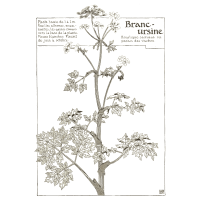 Hogweed study - Étude de la Plante - 1903