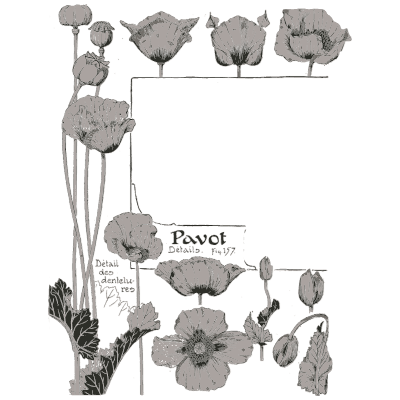 Poppy study - Étude de la Plante - 1903