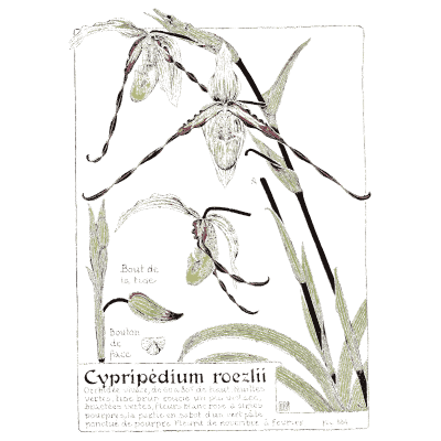 Lady's slipper orchid study - Étude de la Plante - 1903