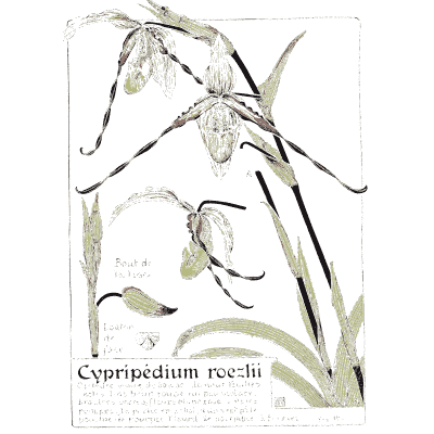 Roezl's lady's slipper orchid - Étude de la Plante - 1903