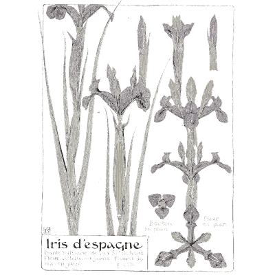 Spanish iris study - Étude de la Plante - 1903