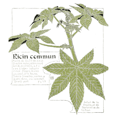 Common castor plant study - Étude de la Plante - 1903
