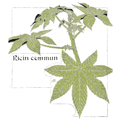 Castor bean plant study - Étude de la Plante - 1903