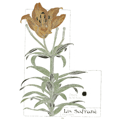 Saffron lily study - Étude de la Plante - 1903
