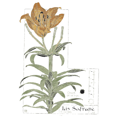 Orange lily plant - Étude de la Plante - 1903