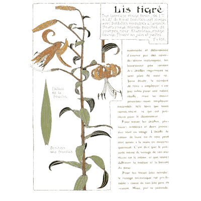 Tiger lily plate with text - Étude de la Plante - 1903