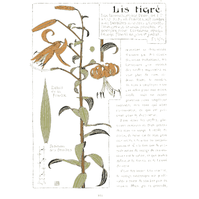 Tiger lily plant - Étude de la Plante - 1903