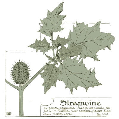 Thorn apple leaves and fruit - Étude de la Plante - 1903