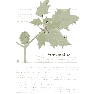 Thorn apple - Étude de la Plante - 1903