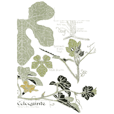 Colocynth vine study - Étude de la Plante - 1903