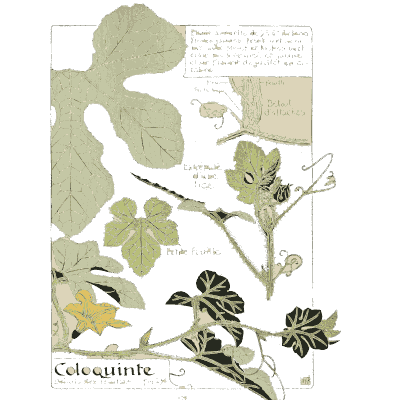 Colocynth vine - Étude de la Plante - 1903