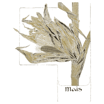Maize study - Étude de la Plante - 1903