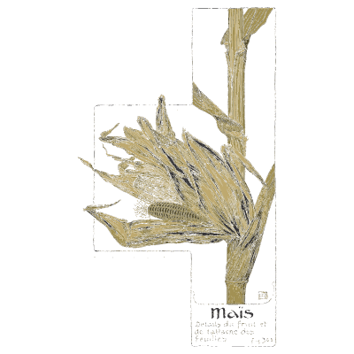 Maize ear with leaves - Étude de la Plante - 1903
