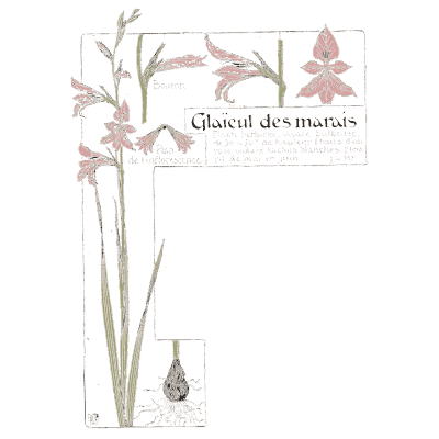 Marsh gladiolus study - Étude de la Plante - 1903