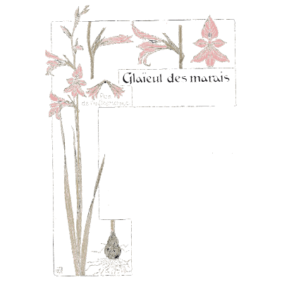Marsh gladiolus - Étude de la Plante - 1903