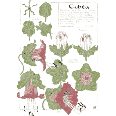 Cobaea study - Étude de la Plante - 1903