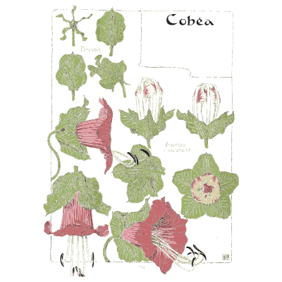 Cobaea vine - Étude de la Plante - 1903