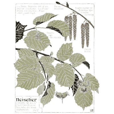Hazel study - Étude de la Plante - 1903
