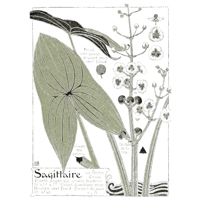 Arrowhead study - Étude de la Plante - 1903